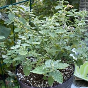 Meet your Posher, Kerri